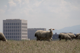 video still La friche, la galaxie, Michel Couturier 2022. Video 4K 9'50. © Michel Couturier